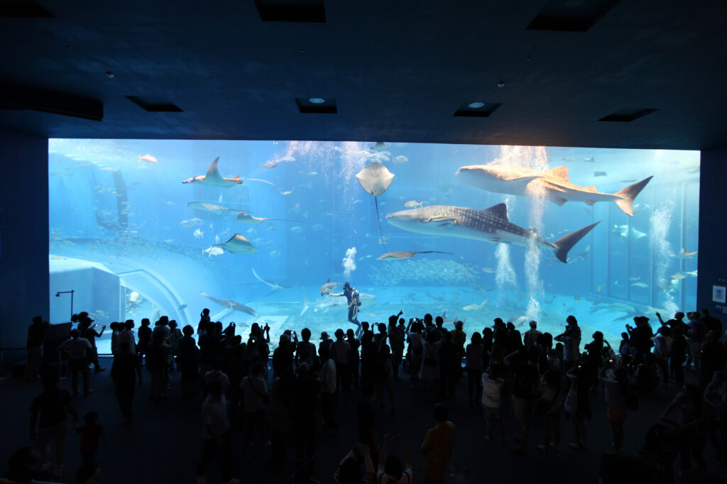 雨の日でも楽しめる沖縄美ら海水族館の大水槽