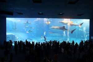 雨の日でも楽しめる沖縄美ら海水族館の大水槽