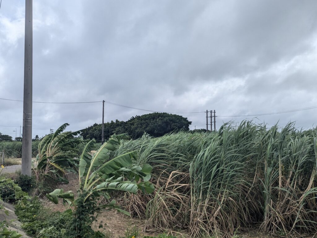 台風が接近し強風で木々が揺れる沖縄
