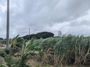 台風が接近し強風で木々が揺れる沖縄